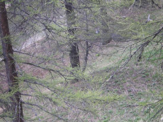 Les CROC 'S au Woodstock VTT